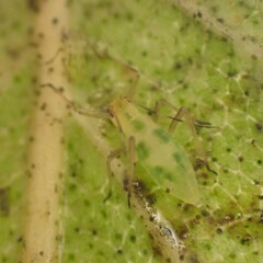 Euceraphis