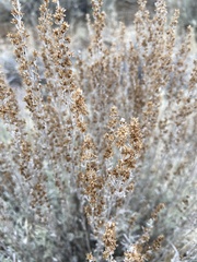 Artemisia arbuscula