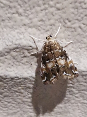 Elophila turbata