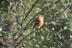 Empidonax fulvifrons