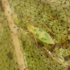 Euceraphis