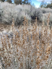 Artemisia arbuscula