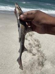 Mustelus