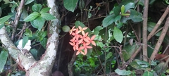 Ixora coccinea