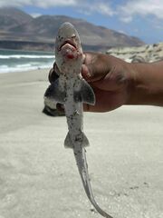 Mustelus