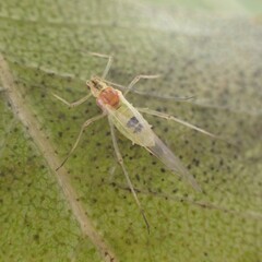 Euceraphis