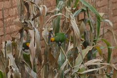 Aratinga auricapillus