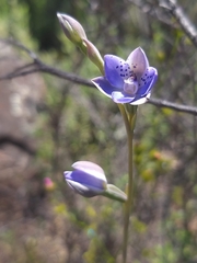 Thelymitra juncifolia