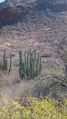 Stenocereus thurberi