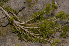 Melaleuca howeana