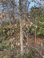 Fagus grandifolia