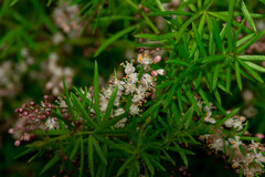 Asparagus aethiopicus