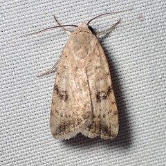 Micrathetis triplex