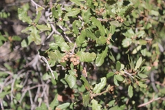 Quercus berberidifolia