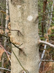 Fagus grandifolia