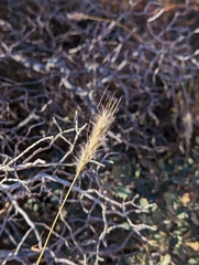 Chloris virgata