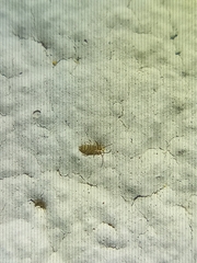 Entomobrya nigrocincta