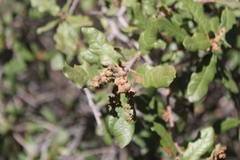 Quercus berberidifolia