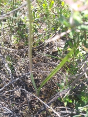 Thelymitra juncifolia