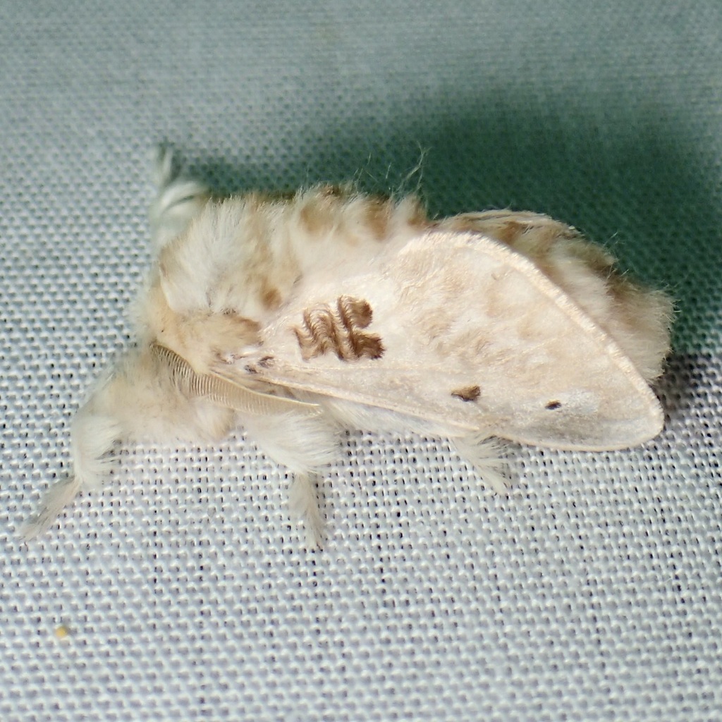Megalopyge lapena