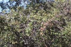 Quercus berberidifolia