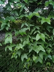 Passiflora cisnana