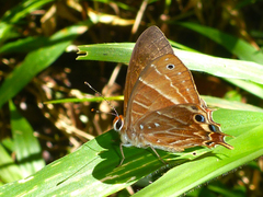Saribia tepahi