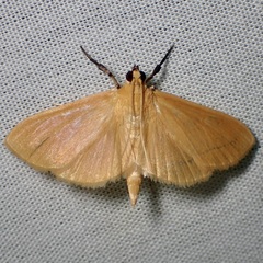 Phaedropsis