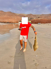 Pseudobatos planiceps