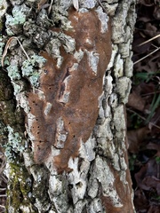 Fomitiporia punctata