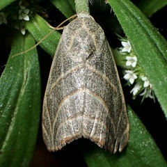 Bagisara laverna