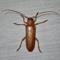 Atylostagma politum