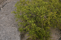 Melaleuca howeana