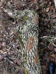 Fomitiporia punctata