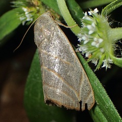 Bagisara laverna