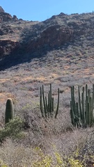 Stenocereus thurberi