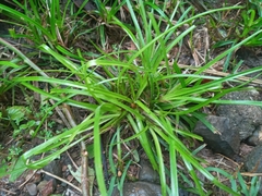 Cyperus luzulae
