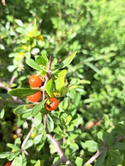 Lycium ferocissimum