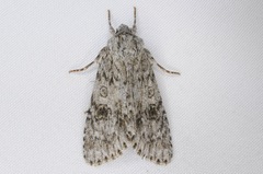 Acronicta rubricoma