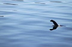 Otariidae
