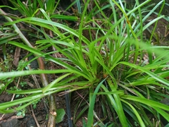 Cyperus luzulae