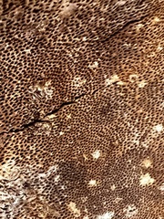 Fomitiporia punctata