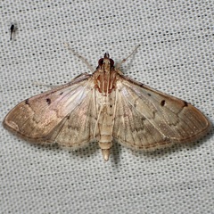 Herpetogramma bipunctalis