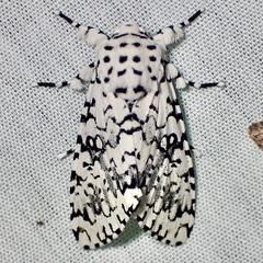 Arctioptera cavillator