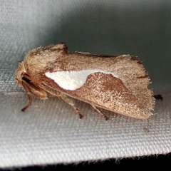 Prolimacodes trigona