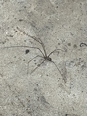 Smeringopus pallidus