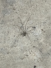 Smeringopus pallidus