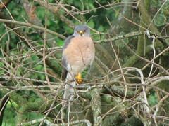 Accipiter tachiro