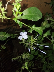 Plumbago