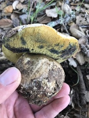 Caloboletus marshii